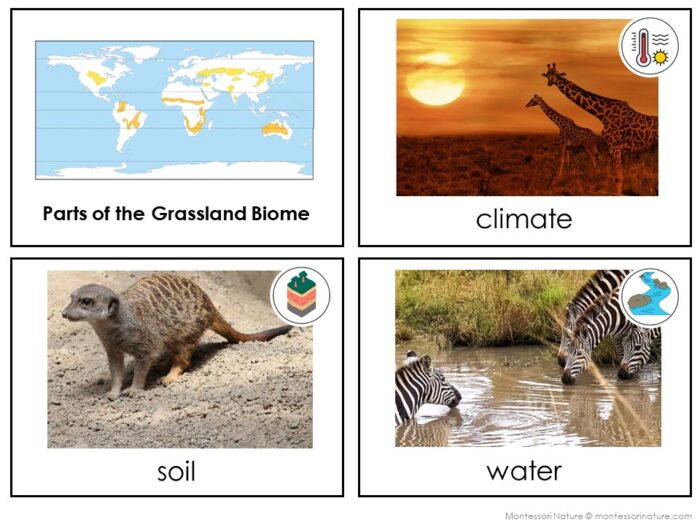 Parts of the Grassland Biome - Image 4