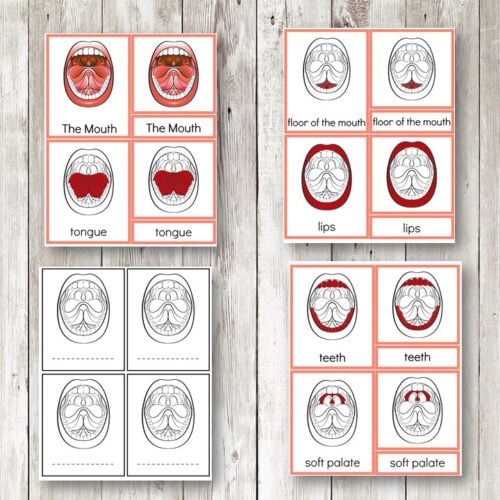 Parts of the Mouth: 3 Part Cards Blackline Master