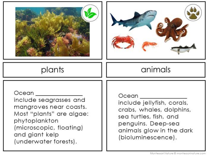 Parts of the Ocean Biome - Image 4