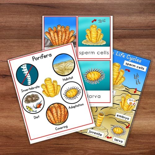 Parts of the Porifera Sponge Life Cycle Activities - Image 2