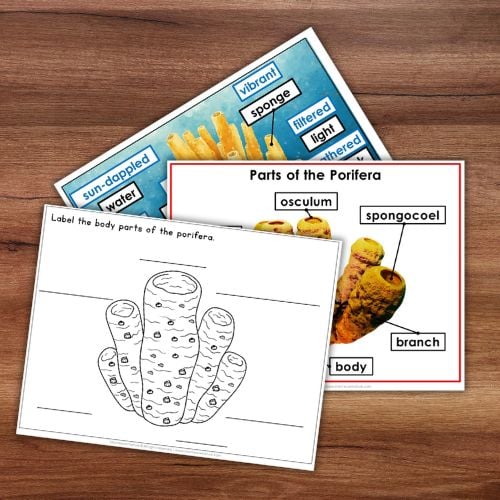 Parts of the Porifera Sponge Life Cycle Activities - Image 3