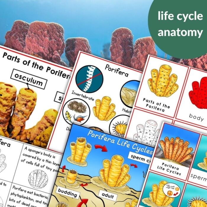 Parts of the Porifera Sponge Life Cycle Activities