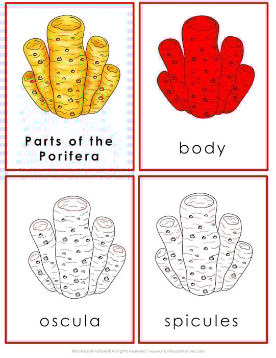 Parts of the Porifera Sponge Life Cycle Activities
