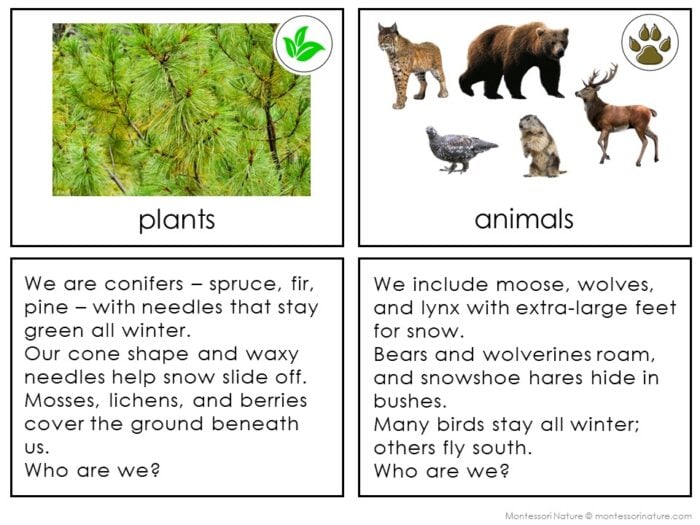 Parts of the Taiga Biome - Image 3