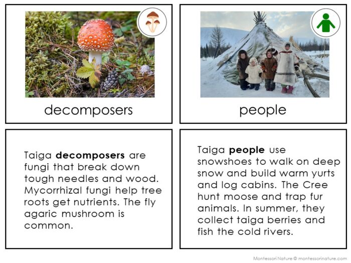 Parts of the Taiga Biome - Image 4