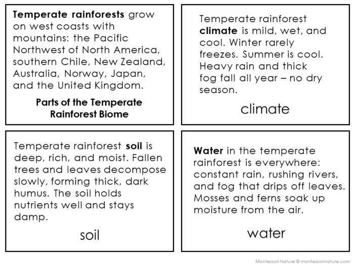 Parts of the Temperate Rainforest Biome - Image 3