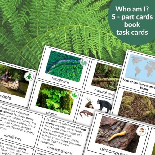 Parts of the Temperate Rainforest Biome