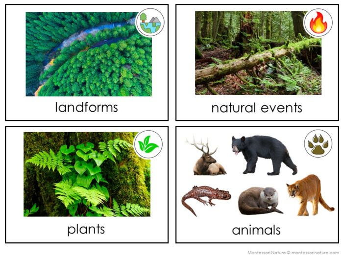 Parts of the Temperate Rainforest Biome - Image 4