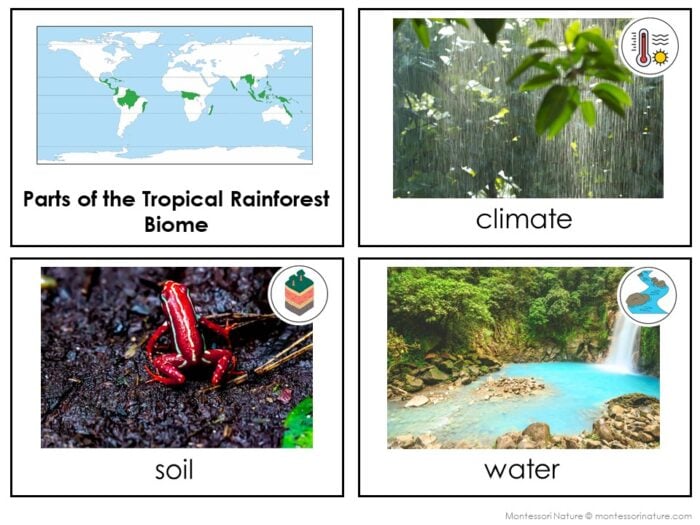 Parts of the Tropical Rainforest Biome - Image 3