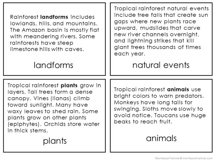 Parts of the Tropical Rainforest Biome - Image 4
