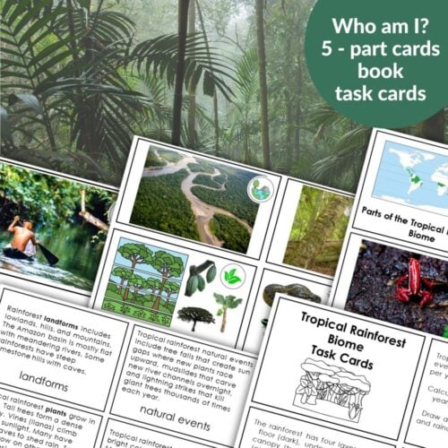 Parts of the Tropical Rainforest Biome