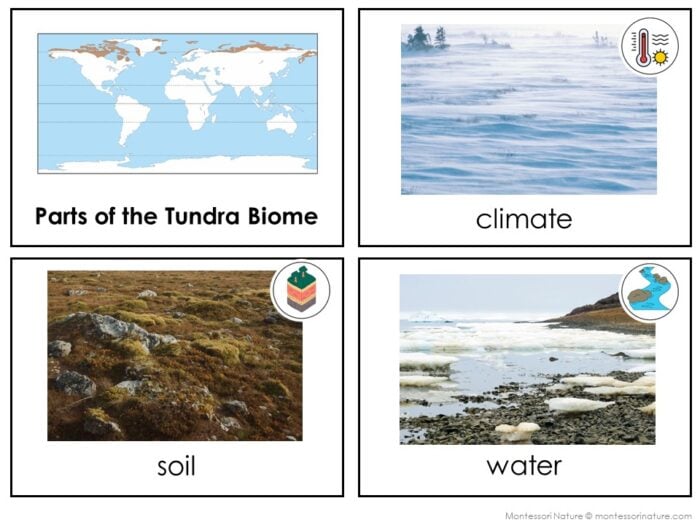 Parts of the Tundra Biome - Image 3