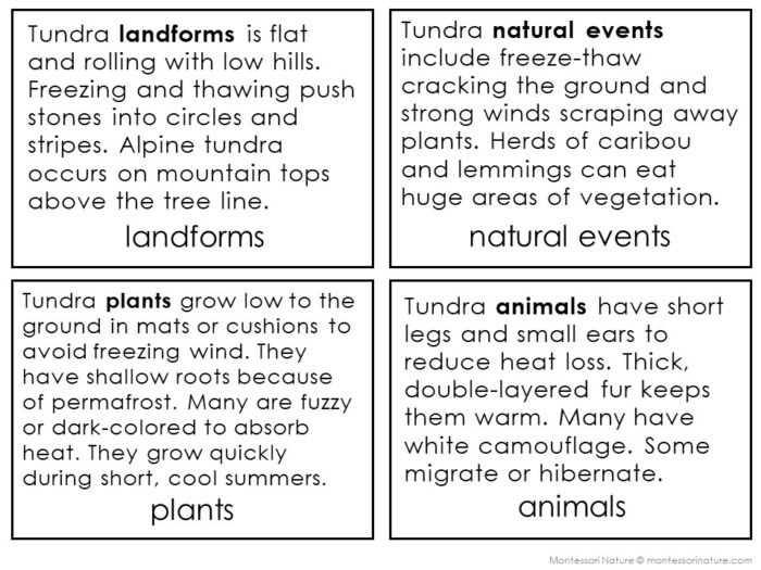Parts of the Tundra Biome - Image 4