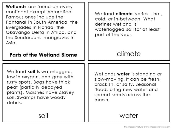 Parts of the Wetland Biome - Image 3
