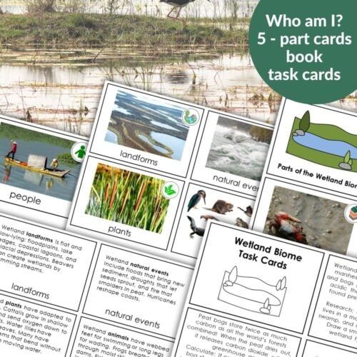Parts of the Wetland Biome
