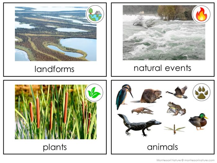 Parts of the Wetland Biome - Image 4