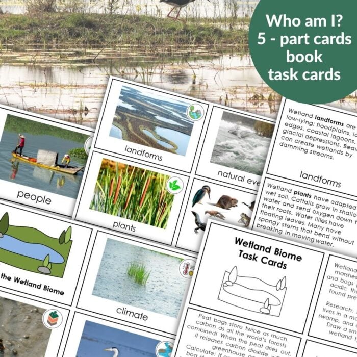 Parts of the Wetland Biome is a set of educational task cards with photos and descriptions of wetland parts, plants, natural events, and animals. It features a green label that says, "Who am I? 5-part cards book task cards. Montessori Nature Printables
