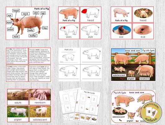Parts of a Pig Life Cycle Activities includes labeled diagrams, coloring pages, matching cards, photos of pigs at various stages, and interactive pig life cycle worksheets. Montessori Nature Printables