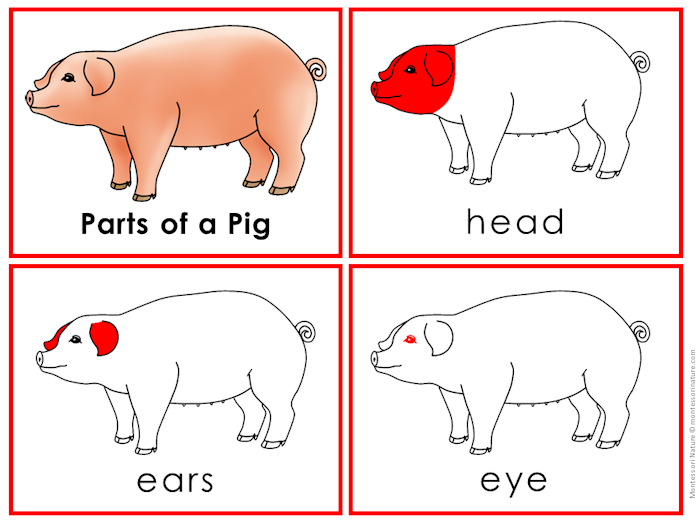 The "Parts of a Pig Life Cycle Activities" features four pig illustrations highlighting and labeling key parts: the whole pig, red-highlighted head, red ears, and a red eye. Montessori Nature Printables