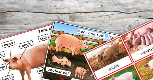 Three educational pig diagrams featuring the pig life cycle, labeled parts of a pig, and illustrations of pigs in different environments—perfect for learning activities—displayed on a wooden surface. Montessori Nature Printables