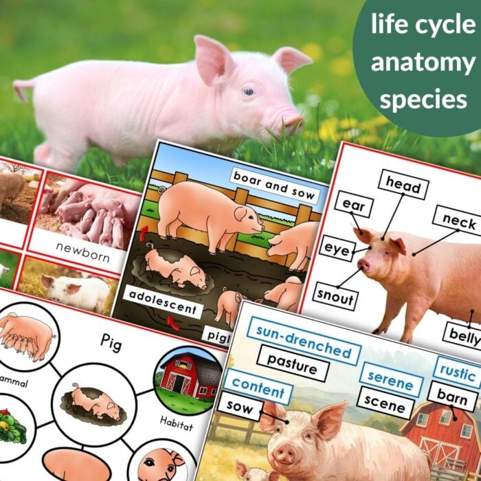 Parts of a Pig Life Cycle Activities features educational pig diagrams, including a piglet, life cycle stages, anatomy labels, and vocabulary words describing pig parts and their habitat. Montessori Nature Printables