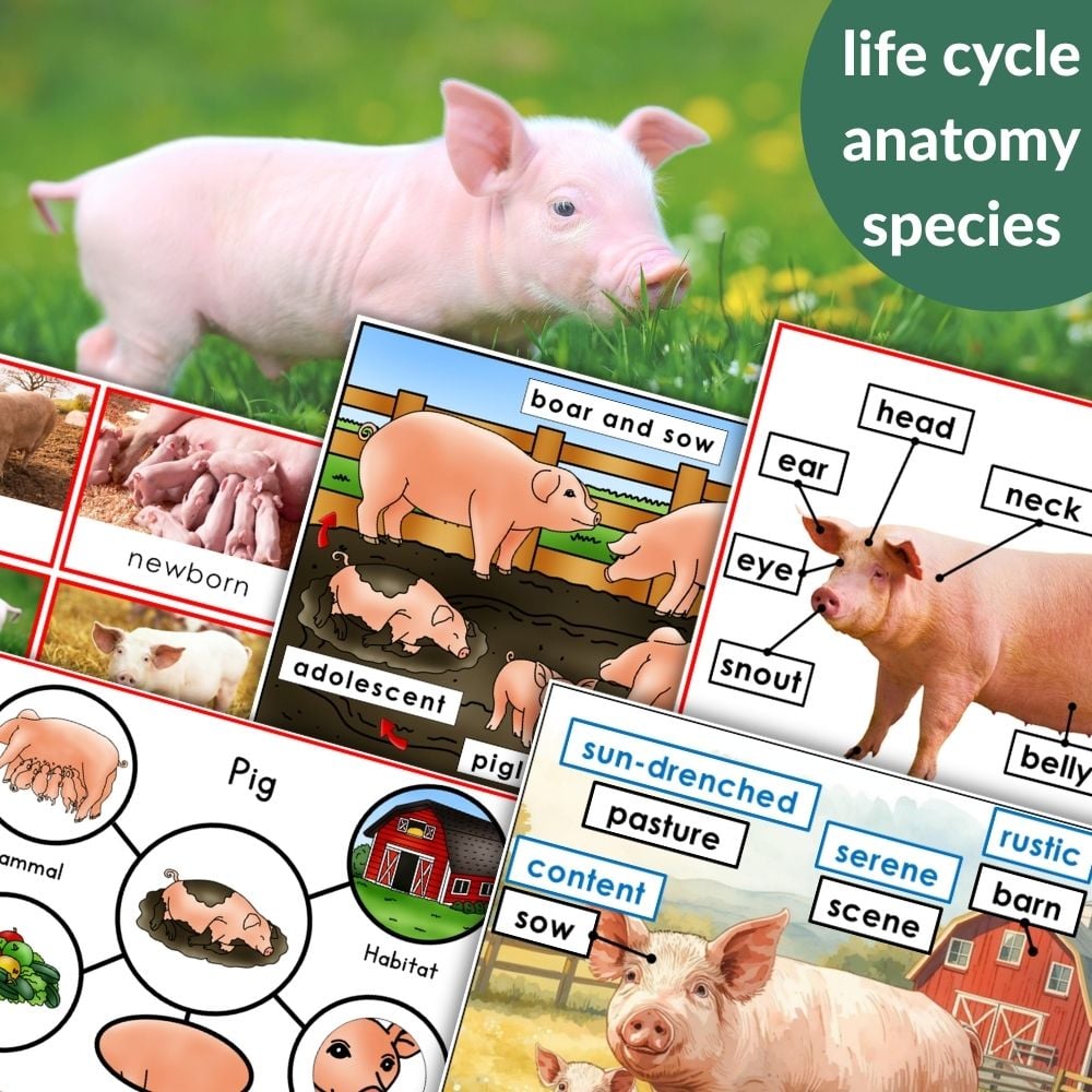 Parts of a Pig Life Cycle Activities features educational pig diagrams, including a piglet, life cycle stages, anatomy labels, and vocabulary words describing pig parts and their habitat. Montessori Nature Printables