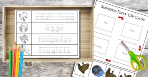 A tray with colored pencils, a tracing worksheet showing frog life stages, and a cut-and-paste life cycle activity featuring images and labels of a Suriname toad.