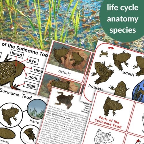 Pipa Frog Life Cycle Parts of the Suriname Toad