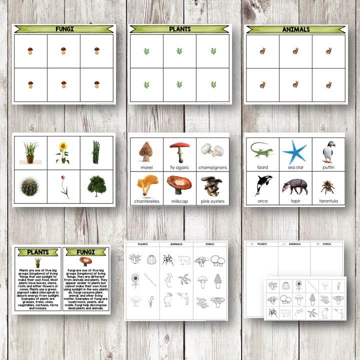 The Plants Animals Fungi Sort Picture Cards Student Book features three columns—Fungi, Plants, and Animals—with sorting cards that display colorful illustrations, real photos, and informational text on a wooden background. Montessori Nature Printables