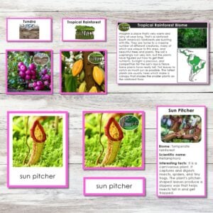 Plants and Biomes of South America Map 3 Part Cards Sort Facts includes images, a biomes map, descriptive text, and facts on tropical rainforest plants like the sun pitcher plant. Montessori Nature Printables