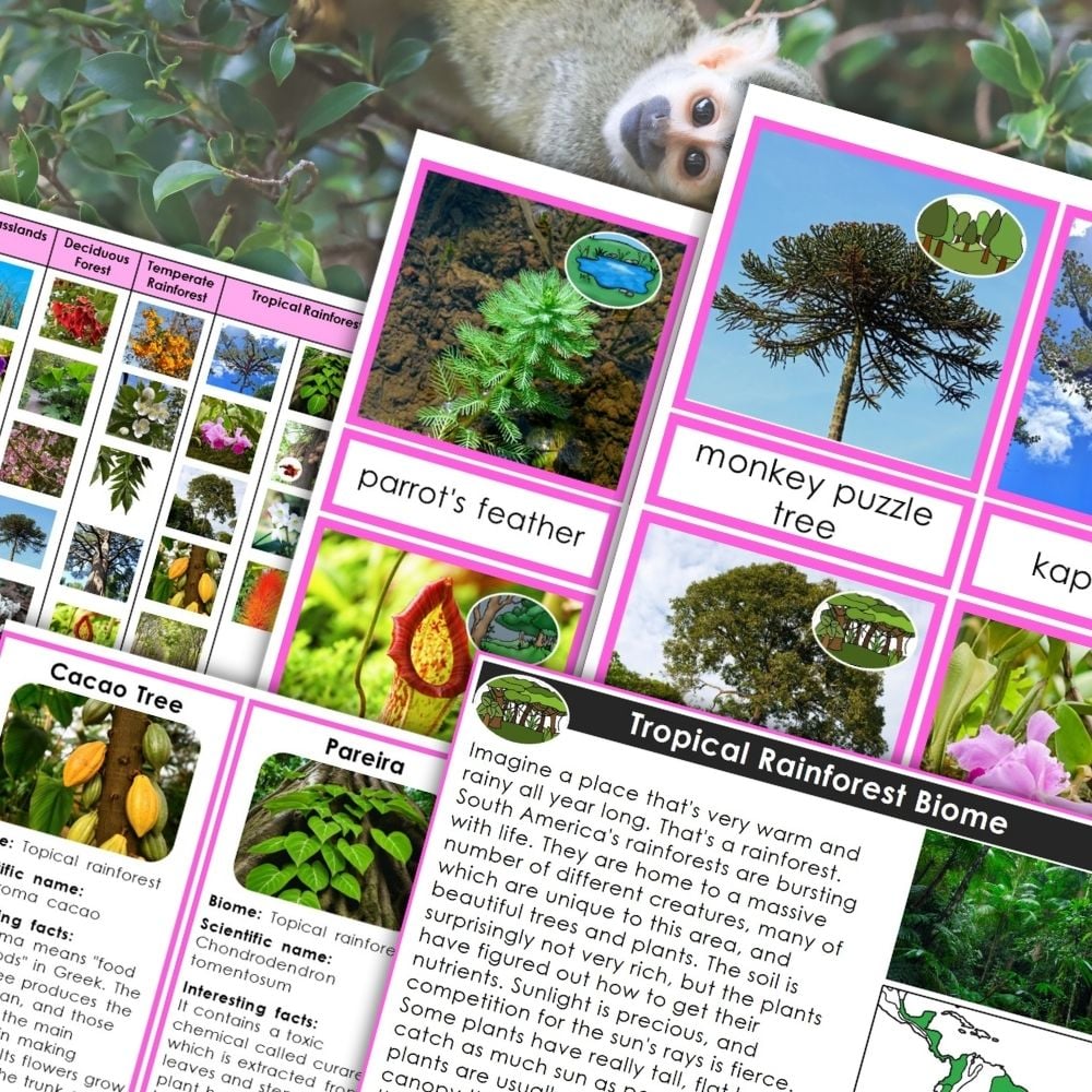 Plants and Biomes of South America includes educational cards with images, plant names, descriptions, and a lemur peeking from the foliage—ideal for discovering unique rainforest plants in South America’s lush habitats. Montessori Nature Printables