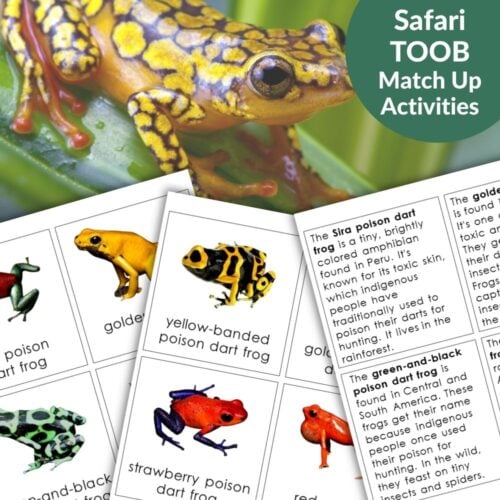 A close-up of a yellow frog and activity sheets with images and facts about poison dart frogs, labeled for the "Frog: Safari TOOB Compatible 3 Part Cards & Facts" set, designed to pair with 3 Part Cards activities. Montessori Nature Printables