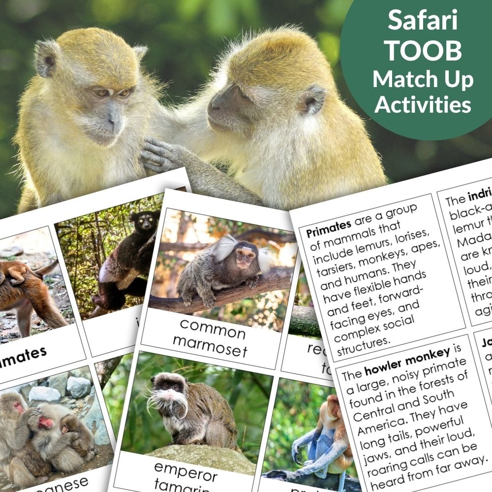 Primates: Safari TOOB Compatible 3 Part Cards & Facts shown with photos, names, and descriptions, plus Safari TOOB primate figures and an outdoor image of two monkeys sitting together. Montessori Nature Printables