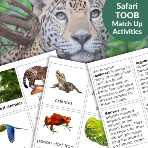 Rainforest Animals South America: Safari TOOB Compatible 3 Part Cards & Facts