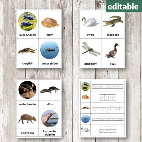 River Animals Vocabulary 3 Part Cards editable Montessori set with photos and names of river animals—clam, crayfish, swan, crocodile, capybara—ideal for building vocabulary and exploring river wildlife. Montessori Nature Printables