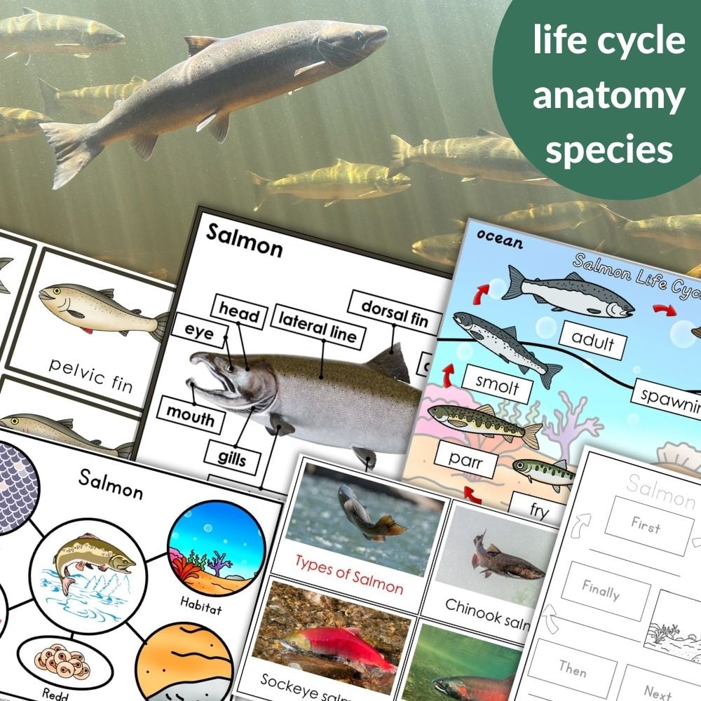Engage students with Parts of a Salmon Life Cycle Activities—a collage of worksheets on salmon stages, anatomy, habitats, and species, plus a swimming salmon photo background—ideal for interactive life cycle lessons. Montessori Nature Printables