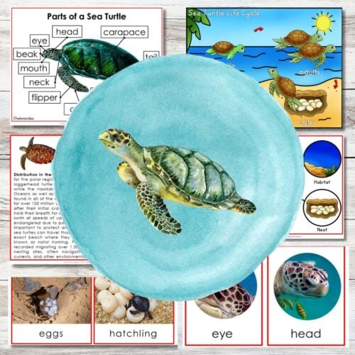 Sea Turtle Life Cycle Parts of Montessori 3-Part Cards: Science Activities includes labeled diagrams and photos arranged around a sea turtle illustration on a blue background—ideal for educational Montessori science activities. Montessori Nature