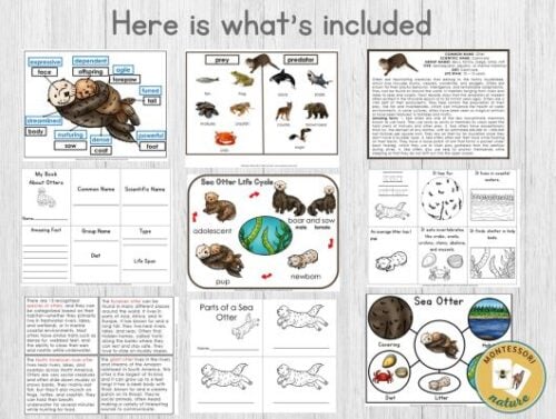 Parts of a Sea Otter Life Cycle Facts Pack - Montessori Nature Printables