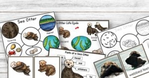 Sea otter worksheets with pictures of sea otters.