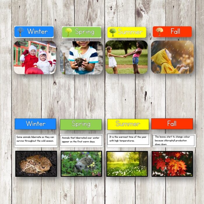Four Seasons Picture Cards Facts Sort - Montessori Nature