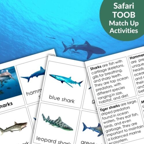 Sharks: Safari TOOB Compatible 3 Part Cards & Facts features cards with shark images and descriptions, arranged with 3 part cards and a background of sharks swimming underwater. Text reads: "Safari TOOB Match Up Activities. Montessori Nature Printables