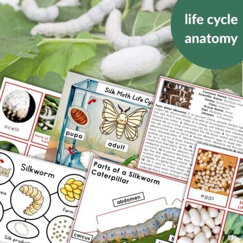 Silk Moth Life Cycle Parts of a Silkworm Caterpillar includes diagrams, labeled anatomy, and images of silkworm eggs, caterpillars, pupae, and adult silk moths for educational use. Montessori Nature Printables