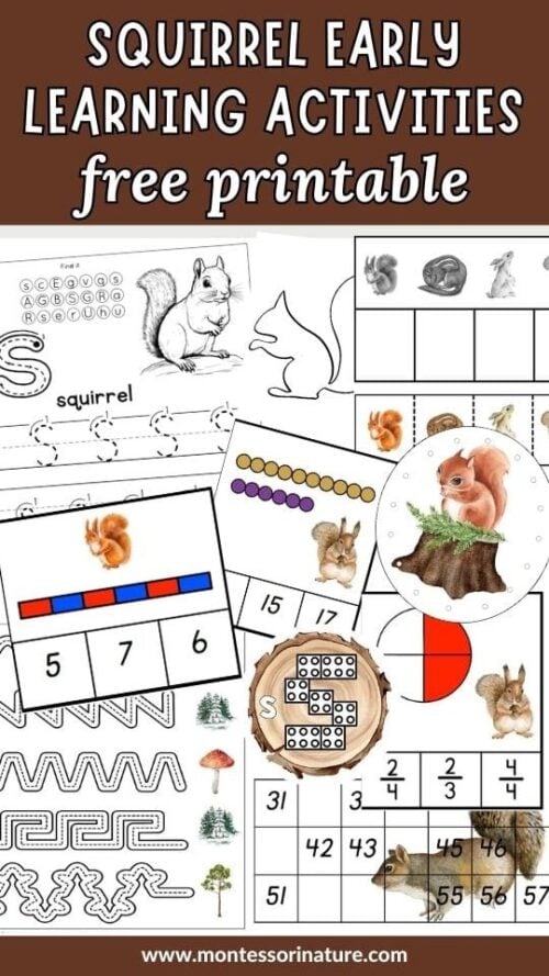 Free Printable - Squirrel Early Learning Activities - Montessori Nature