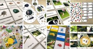 A collage of cards with pictures of insects and animals.