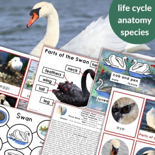 The "Swan Life Cycle Parts of a Swan Activities" product features a collage with swan life cycle diagrams, labeled swan parts, educational photos, and informative text about swans, all set on a background image of a swan. Montessori Nature Printables