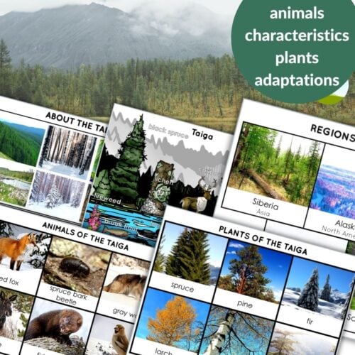 The "Taiga Biome Boreal Forest Animals Plants Facts" poster showcases images and facts on animals, plant adaptations, main features, and includes a world map highlighting the Taiga (boreal forest) region. Montessori Nature Printables