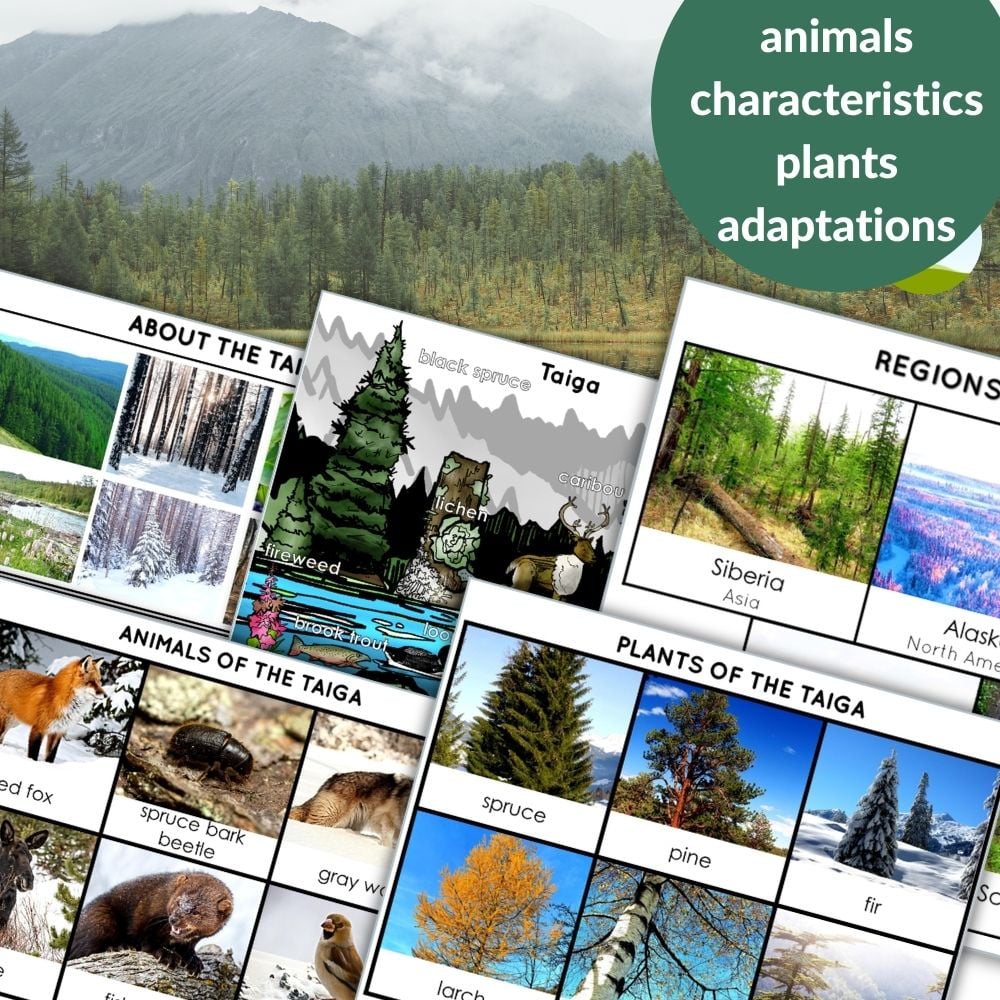 The "Taiga Biome Boreal Forest Animals Plants Facts" poster showcases images and facts on animals, plant adaptations, main features, and includes a world map highlighting the Taiga (boreal forest) region. Montessori Nature Printables