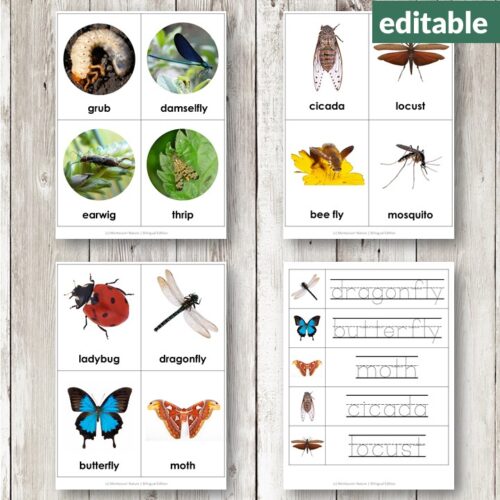 The Insects and Arachnids Vocabulary 3 Part Cards set includes four sheets with labeled images of a spider, bee, butterfly, ladybug, plus handwriting practice cards. Montessori Nature Printables