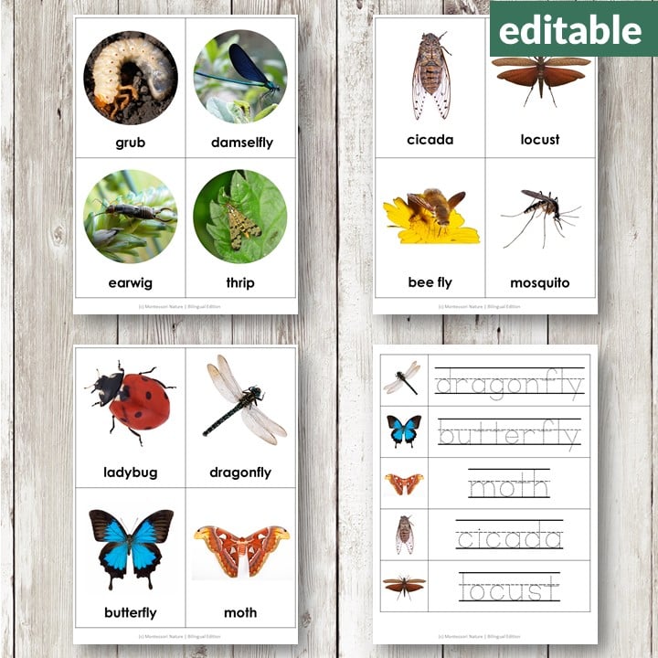 The Insects and Arachnids Vocabulary 3 Part Cards set includes four sheets with labeled images of a spider, bee, butterfly, ladybug, plus handwriting practice cards. Montessori Nature Printables