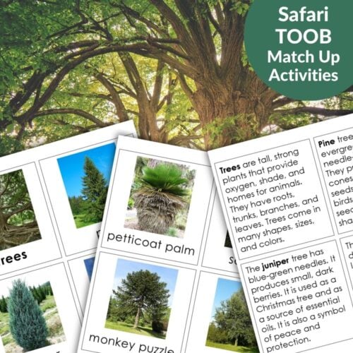 Trees: Safari TOOB Compatible 3 Part Cards & Facts" includes tree identification cards and descriptions displayed under a tree canopy with the title in a green circle. Great hands-on tool for learning about trees using 3 part cards!. Montessori Nature Printables